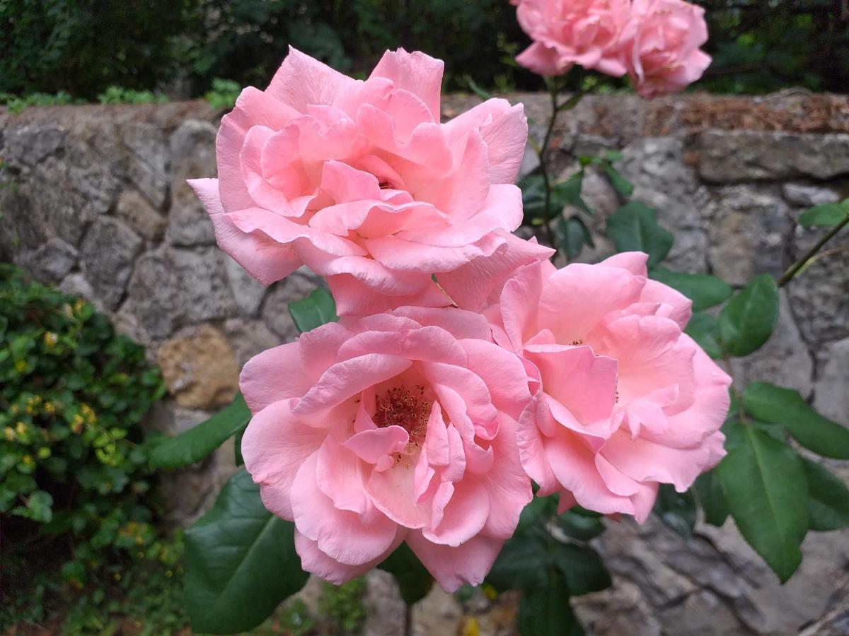 Bed and Breakfast Le Jardin Secret Saint-Antonin Esterno foto